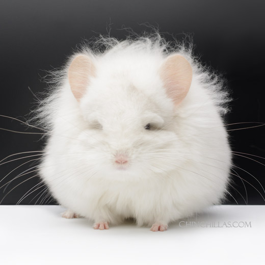 Feature Image for The History of the Royal Persian Angora Chinchilla